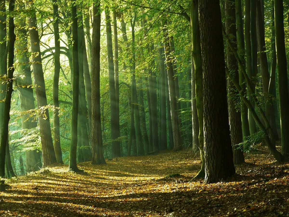 Waldschenke Stendenitz Uebernachten Im Wald Am See Neuruppin Exteriér fotografie